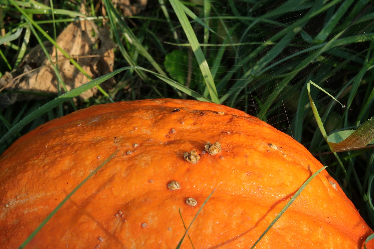 pumpkin  detail  dew free photo