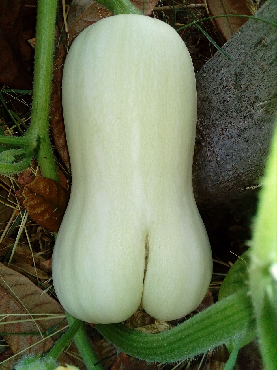 pumpkin  butternut  vegetables free photo