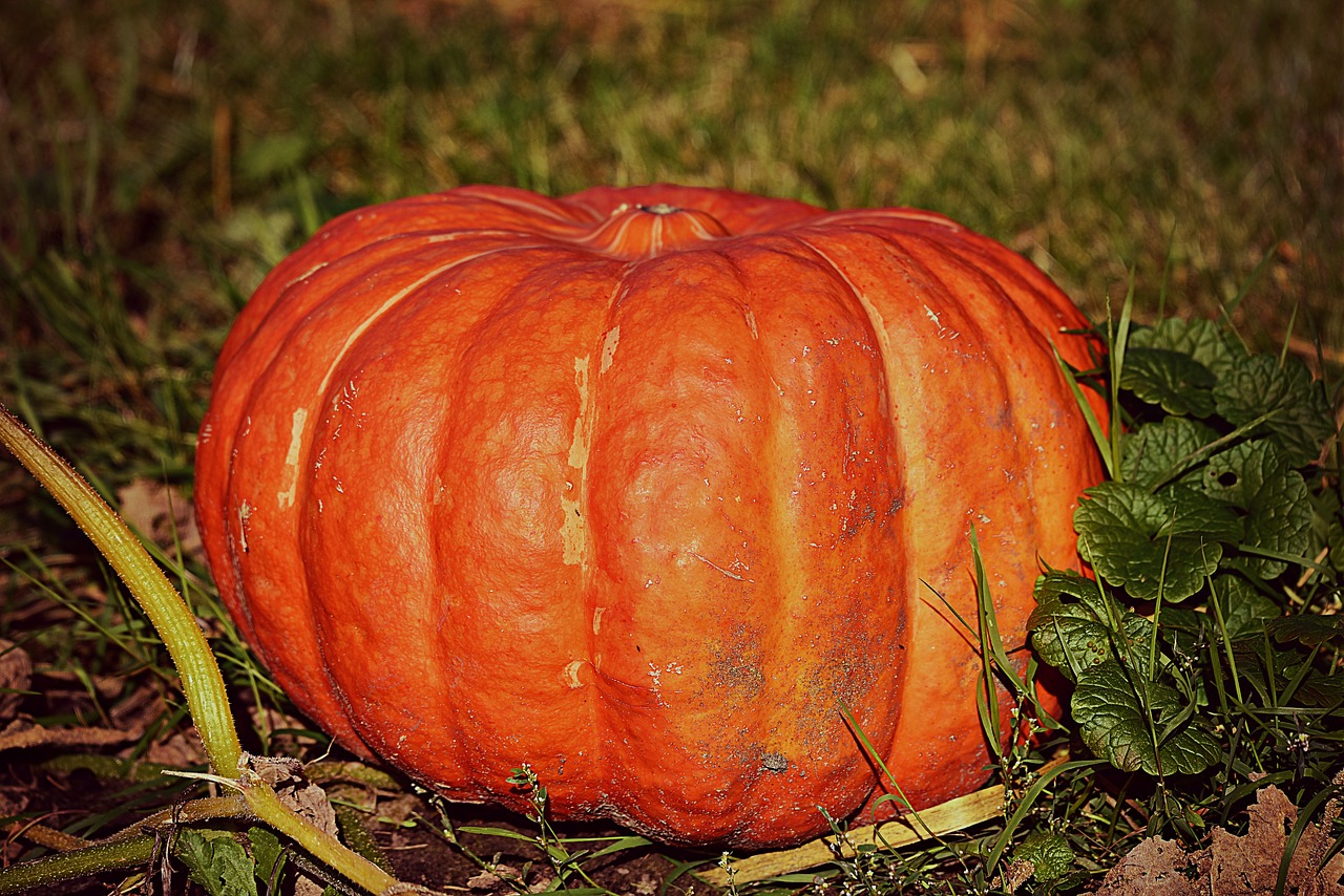 pumpkin  squash  vegetable free photo