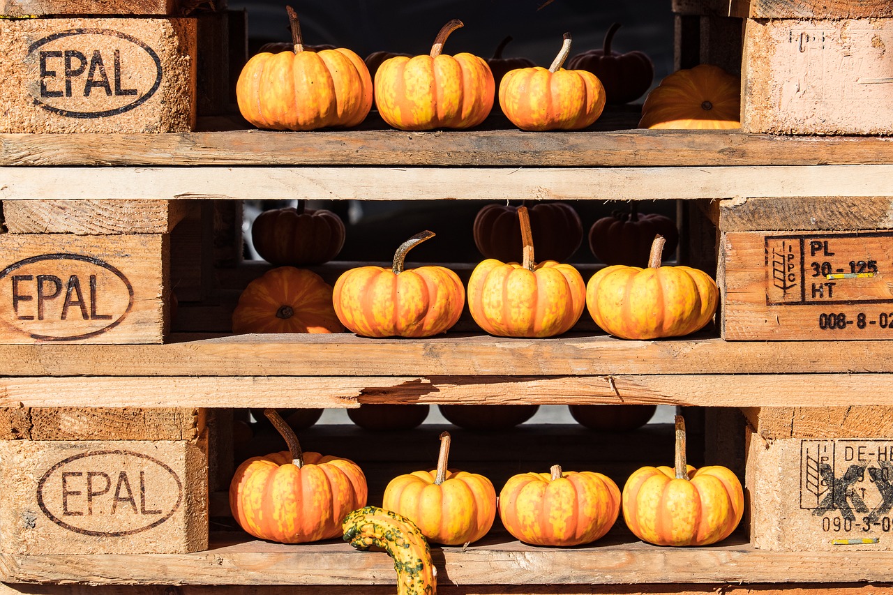 pumpkin  pumpkins  decoration free photo