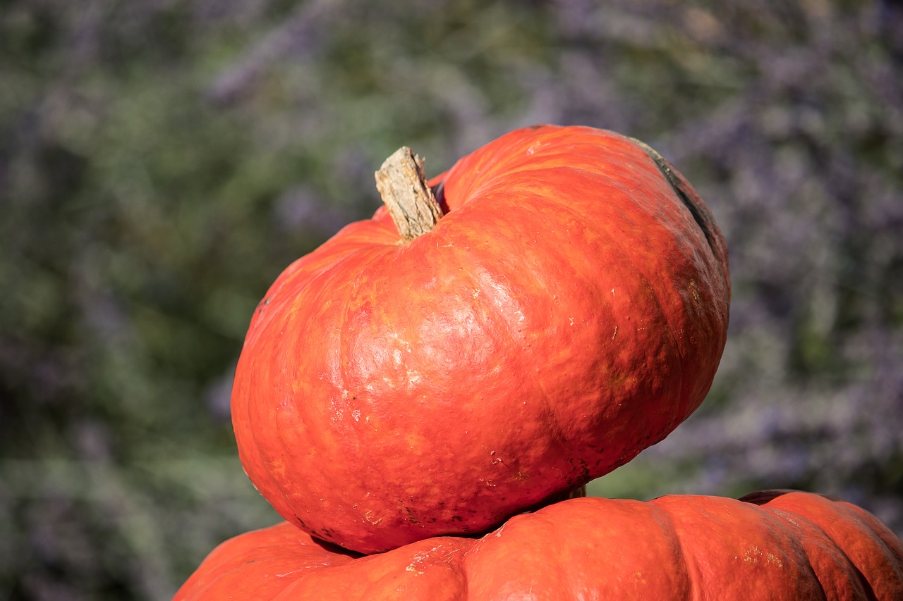 pumpkin  pumpkins  orange free photo