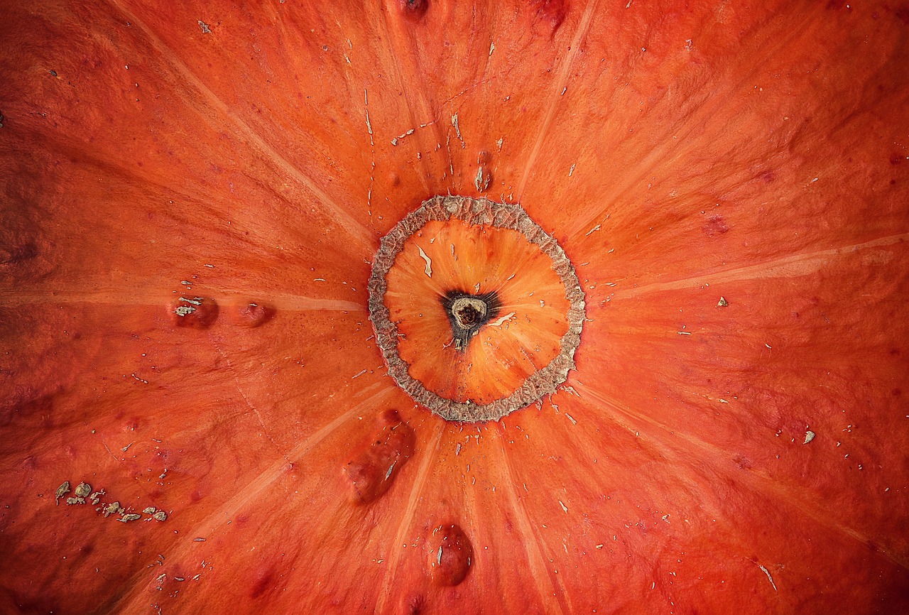 pumpkin  squash  vegetable free photo