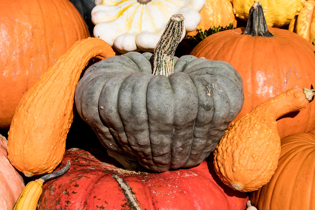 pumpkin  pumpkins  gourd free photo