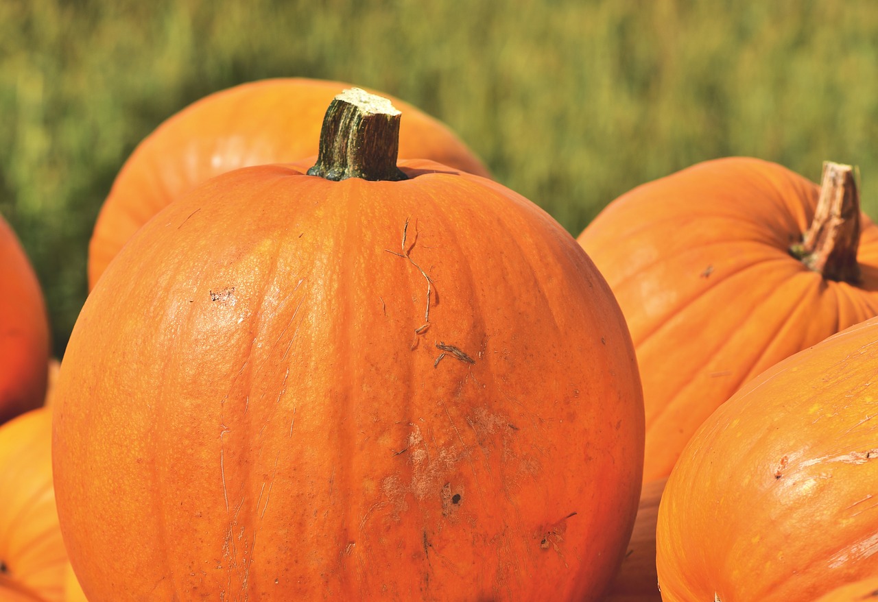 pumpkin  fruit  autumn free photo