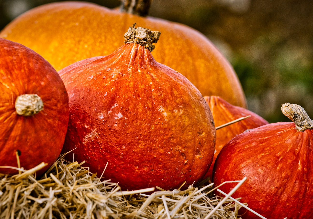 pumpkin  hokkaido  orange free photo