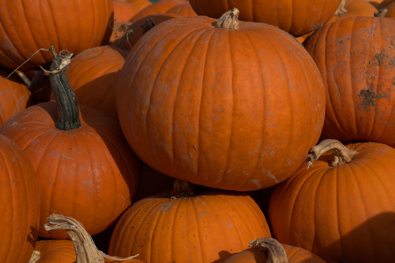 pumpkin  autumn  vegetables free photo