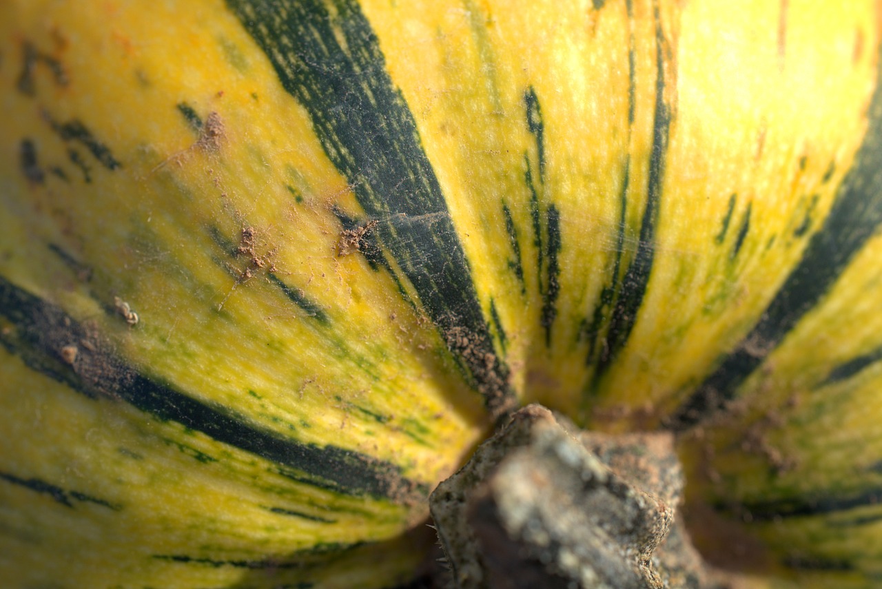 pumpkin  vegetables  autumn free photo