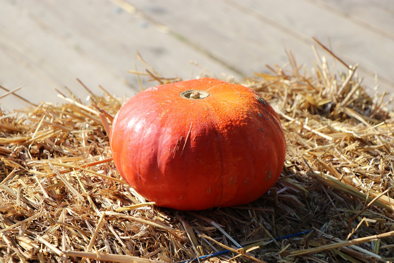 pumpkin  autumn  orange free photo