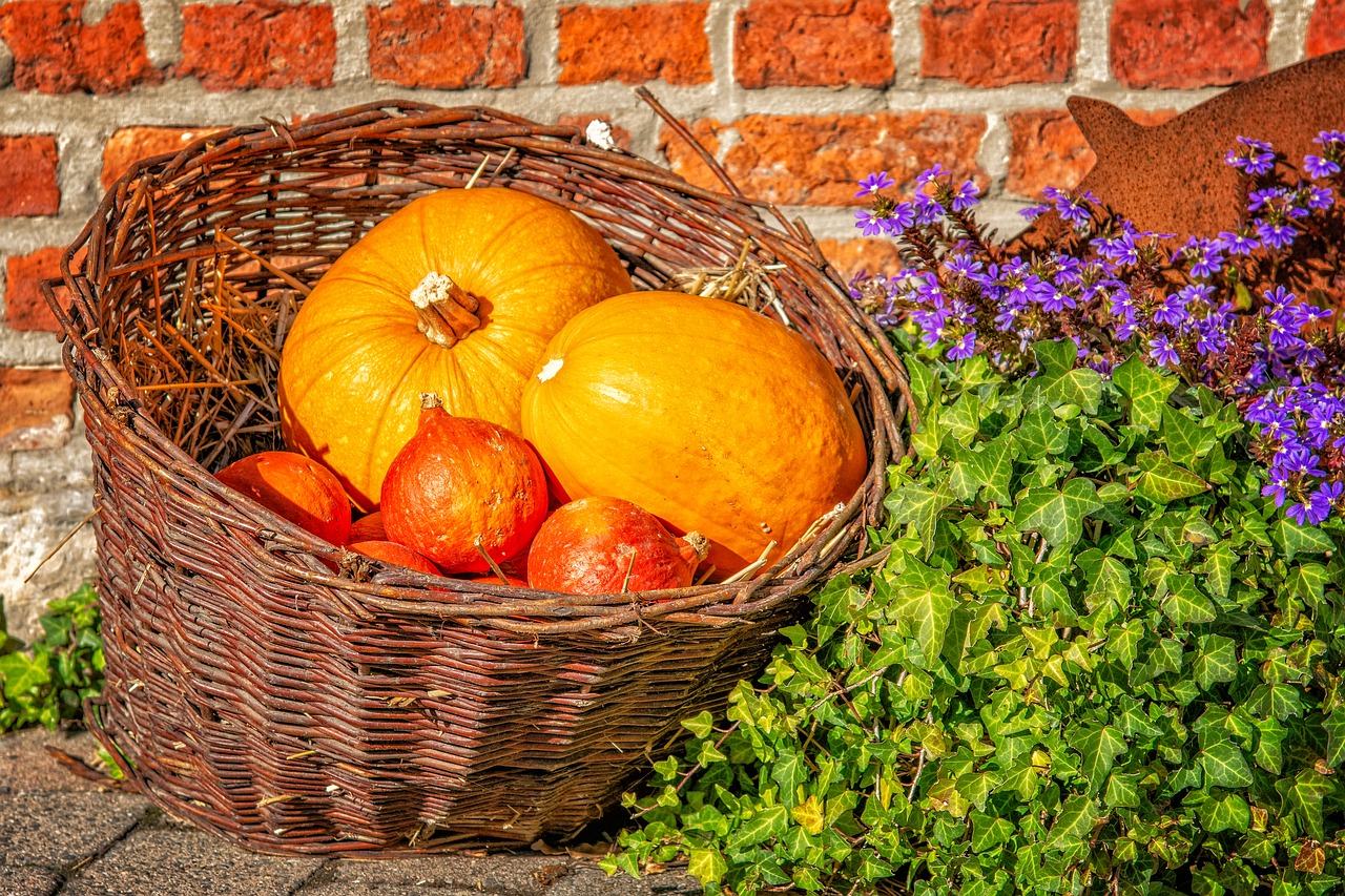 pumpkin  autumn  basket free photo