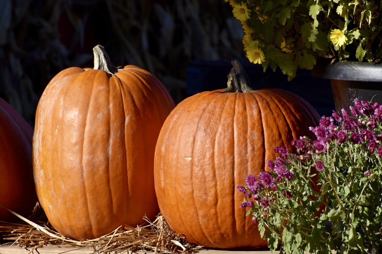 pumpkin  hay  autumn free photo