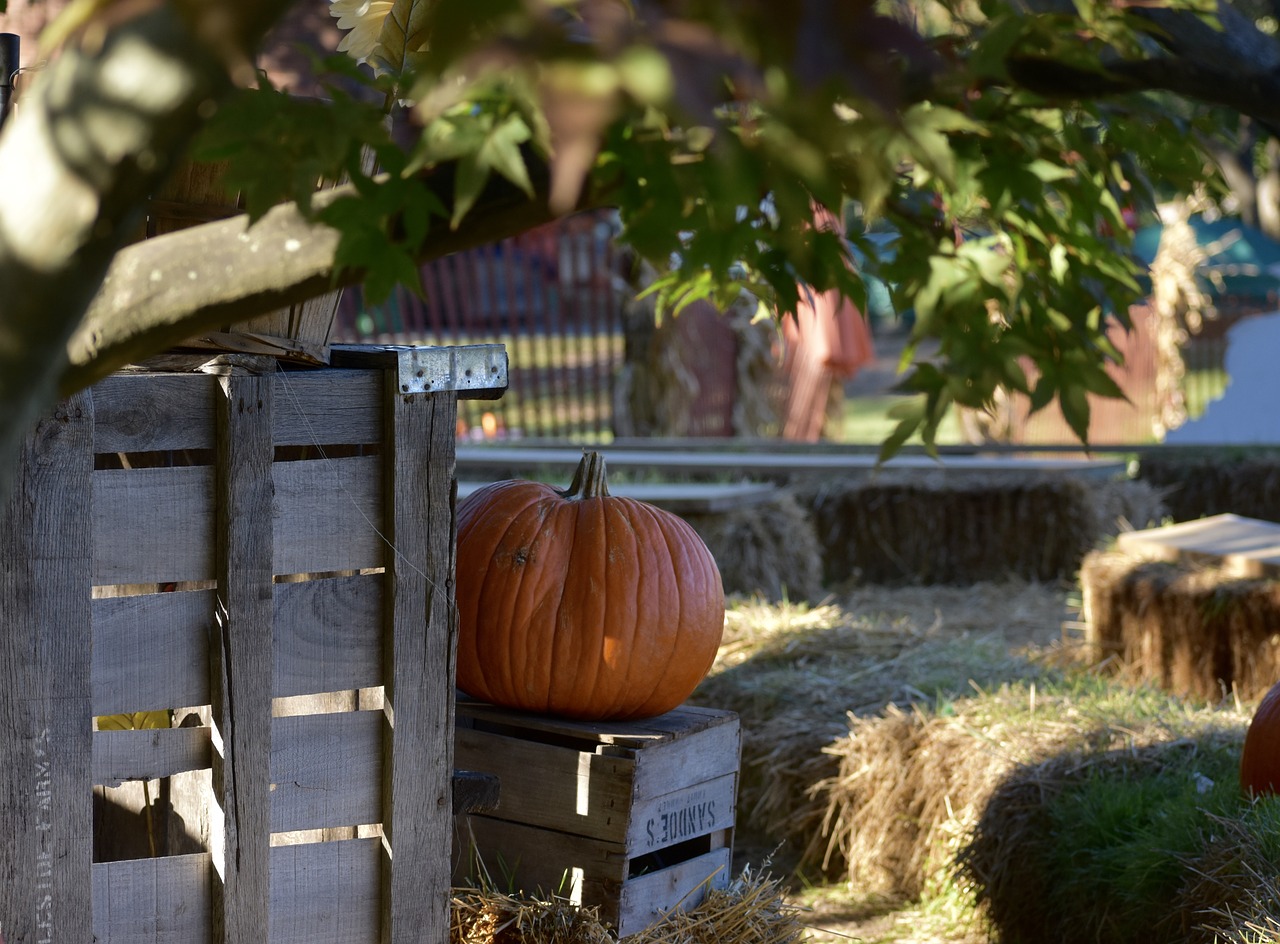 pumpkin  hay  farm free photo