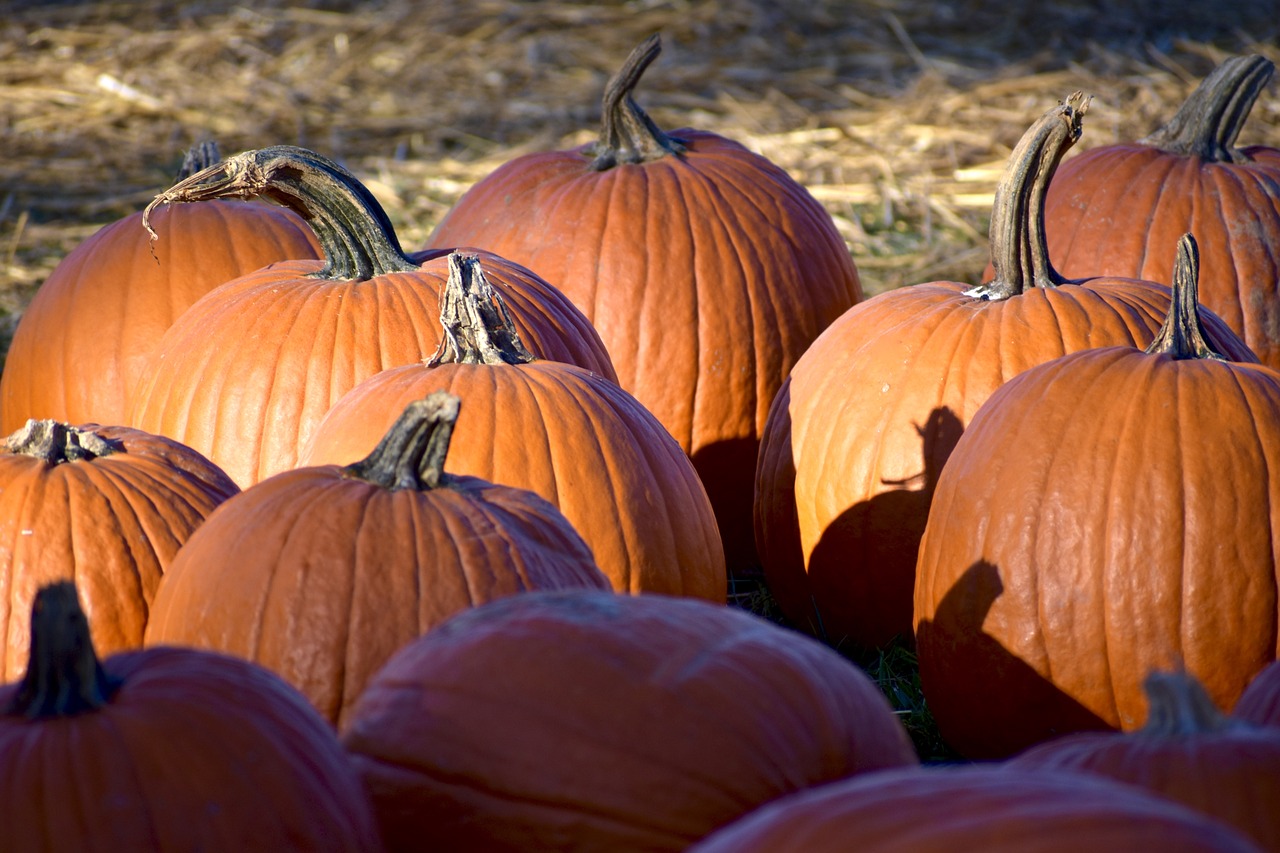 pumpkin  hay  farm free photo