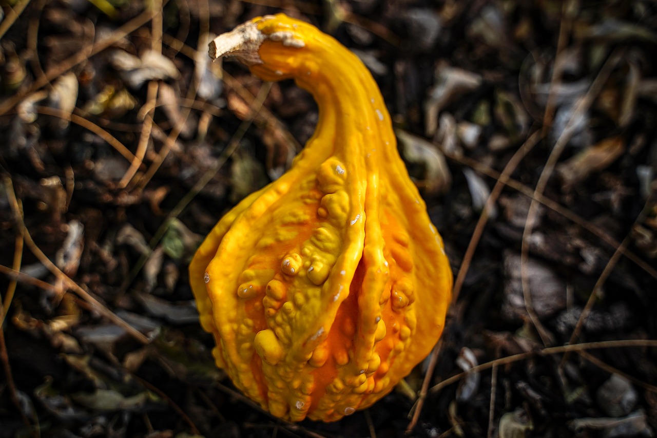 pumpkin  gourd  autumn free photo