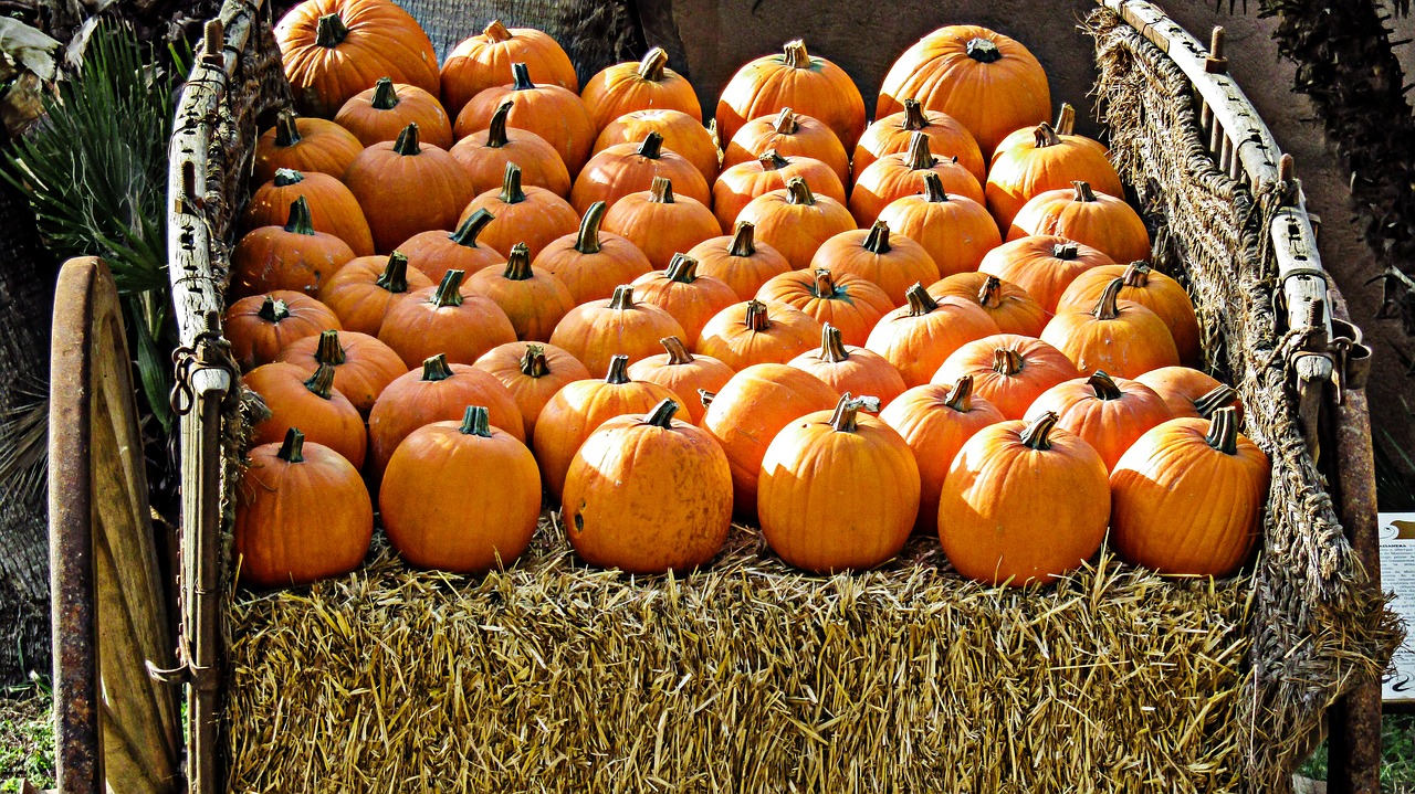 pumpkin  fruit  food free photo