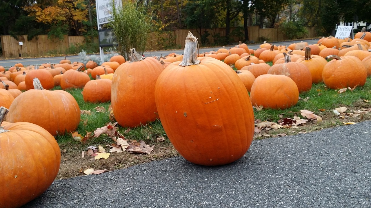 pumpkin  halloween  autumn free photo