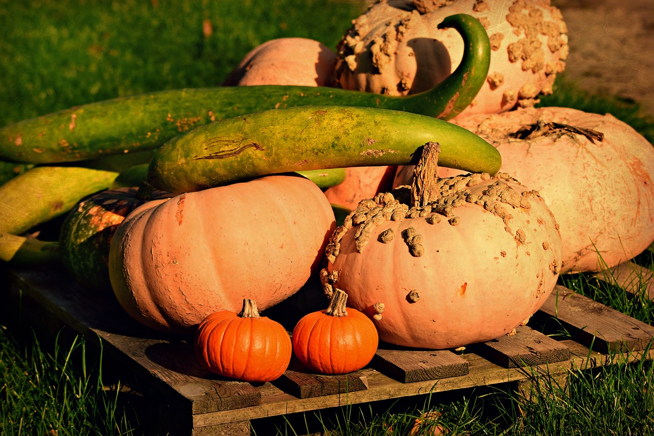 pumpkin  cucuzza squash  vegetable free photo