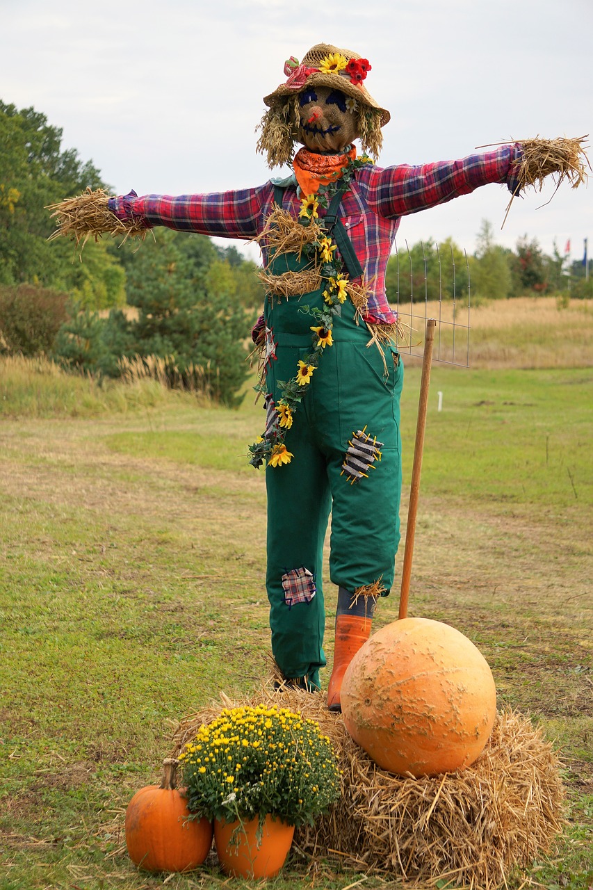 pumpkin  orange  large free photo