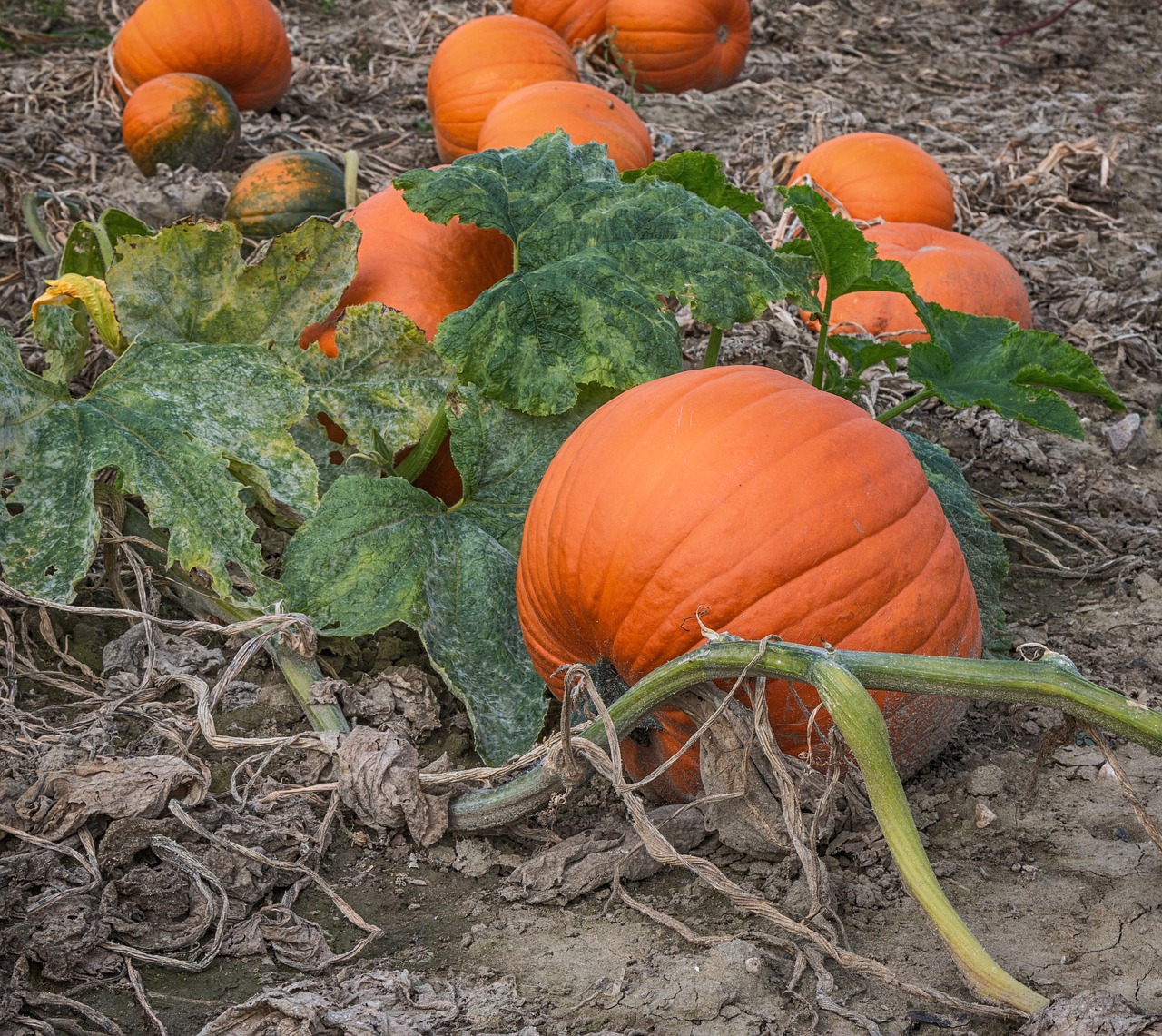 pumpkin  autumn  vegetables free photo