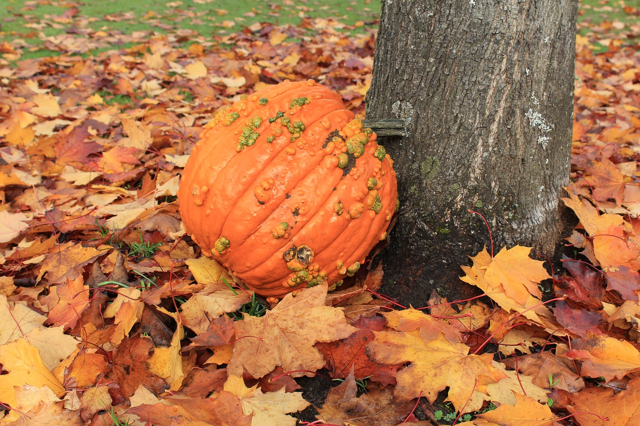 pumpkin  fall  leaves free photo