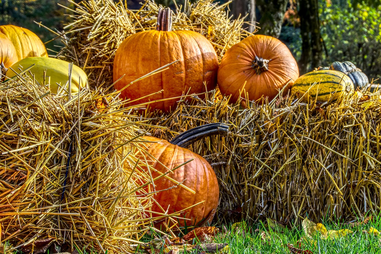 pumpkin  halloween  decoration free photo