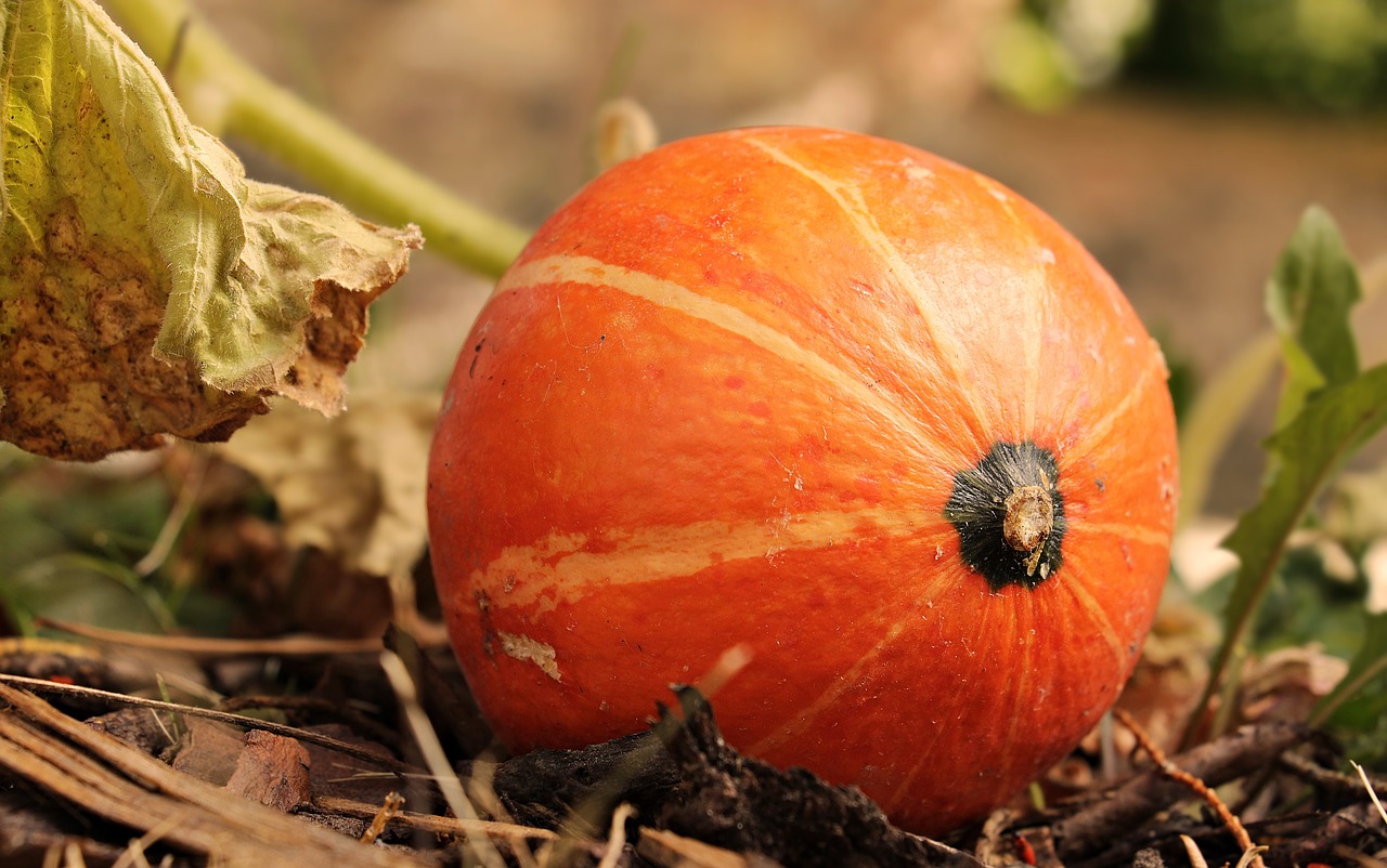 pumpkin  kabocha  squash free photo