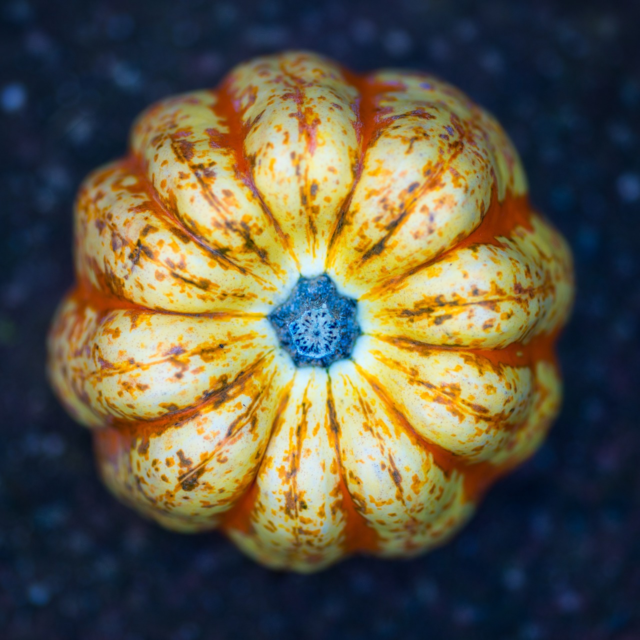 pumpkin  starry sky  nature free photo