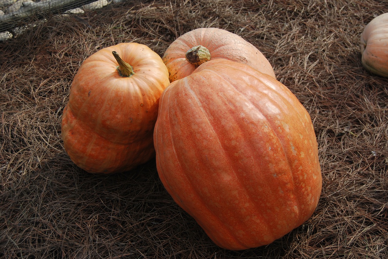 pumpkin  vegetable  huerta free photo