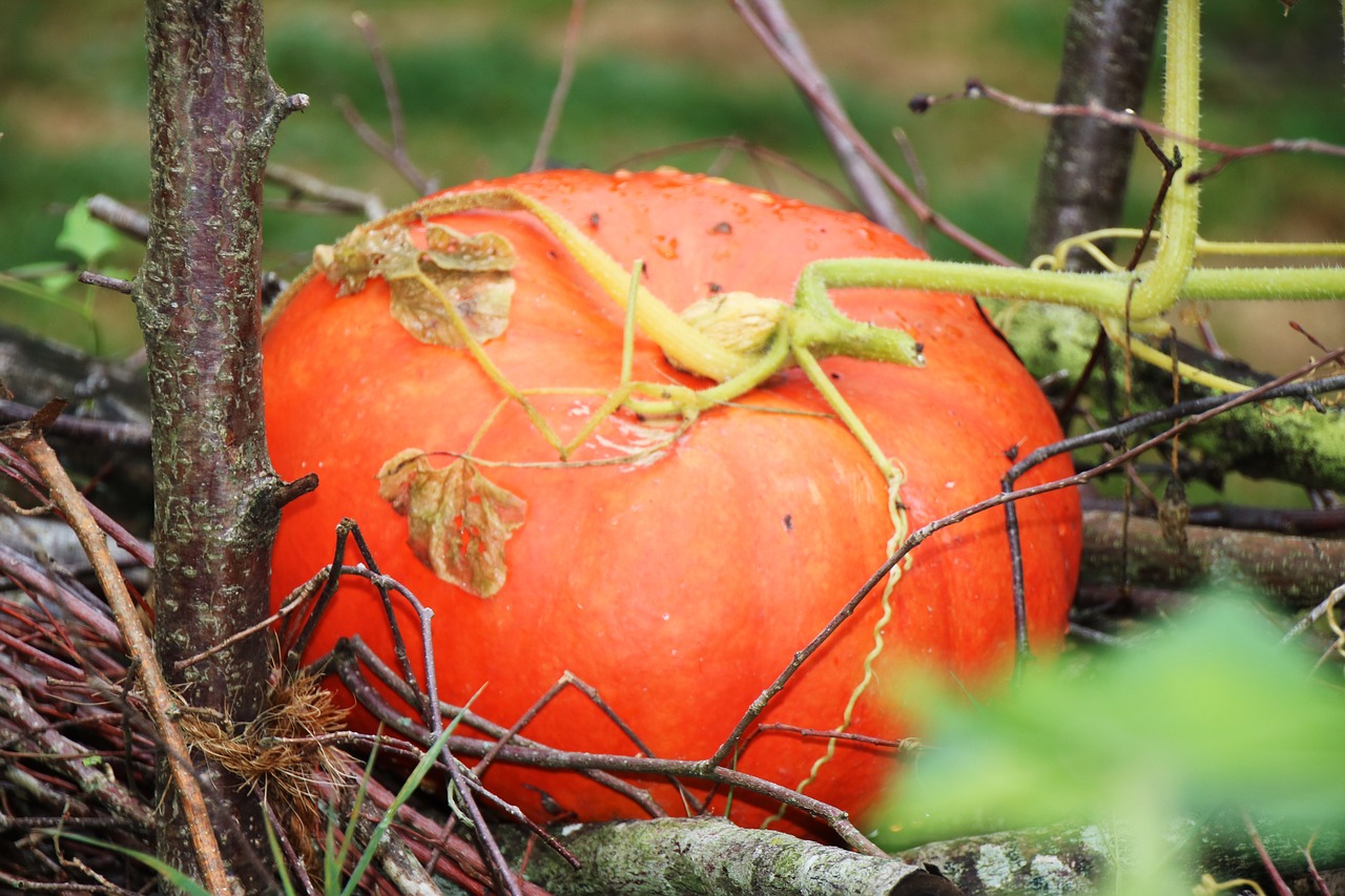 pumpkin  still life  nature free photo