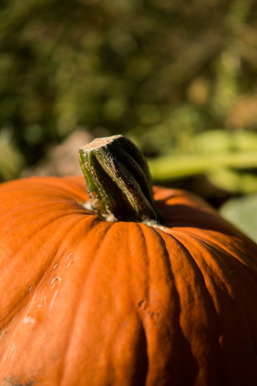 pumpkin  nature  fall free photo