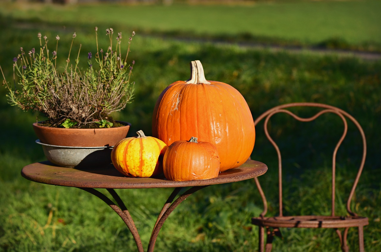 pumpkin  vegetable  nutrition free photo