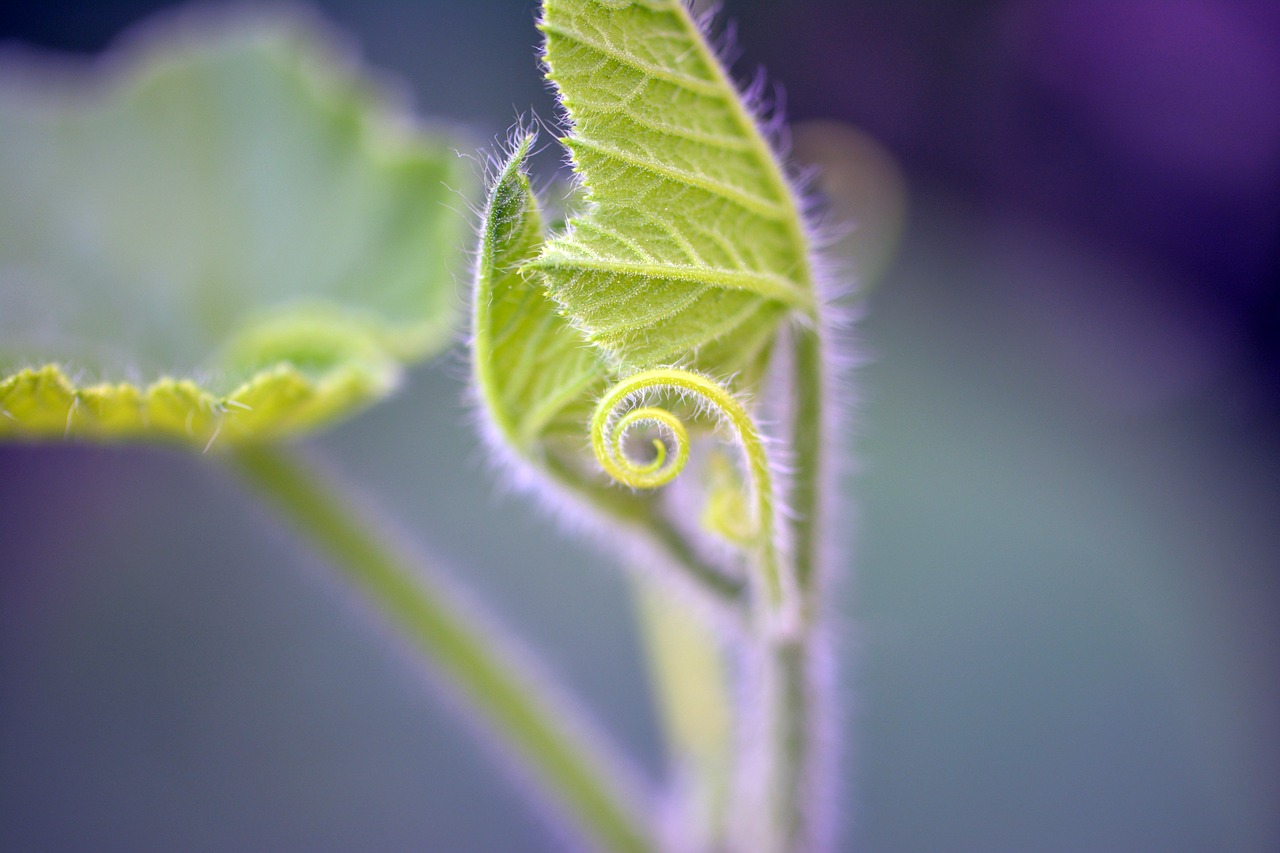 pumpkin  plant  vegetables free photo