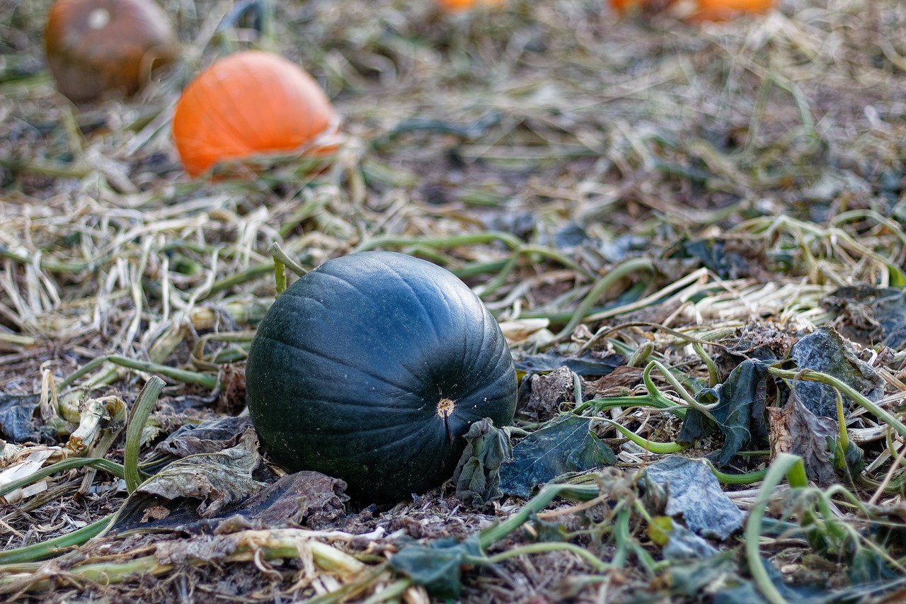 pumpkin  vines  autumn free photo