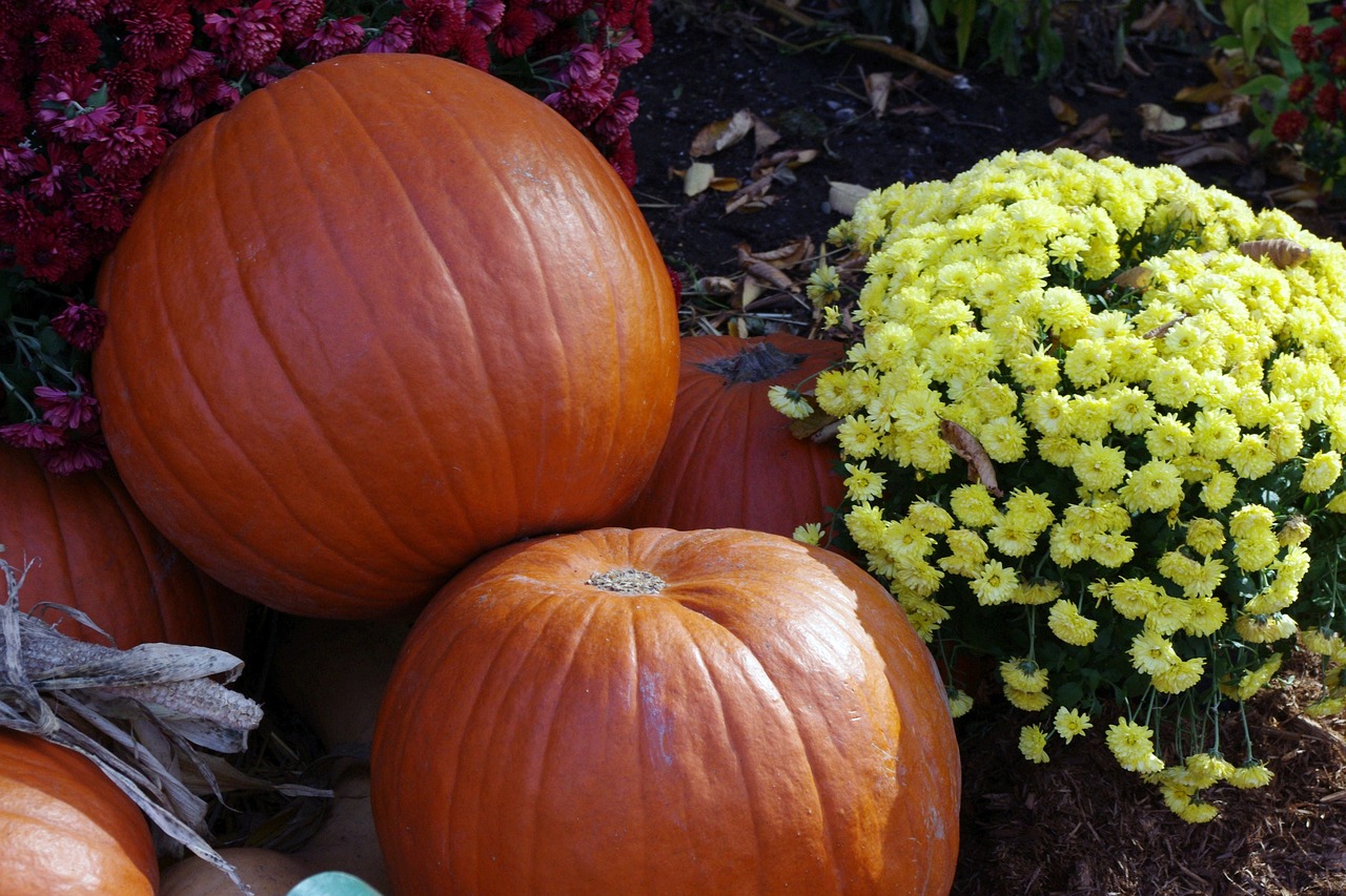 pumpkin  halloween  decoration free photo