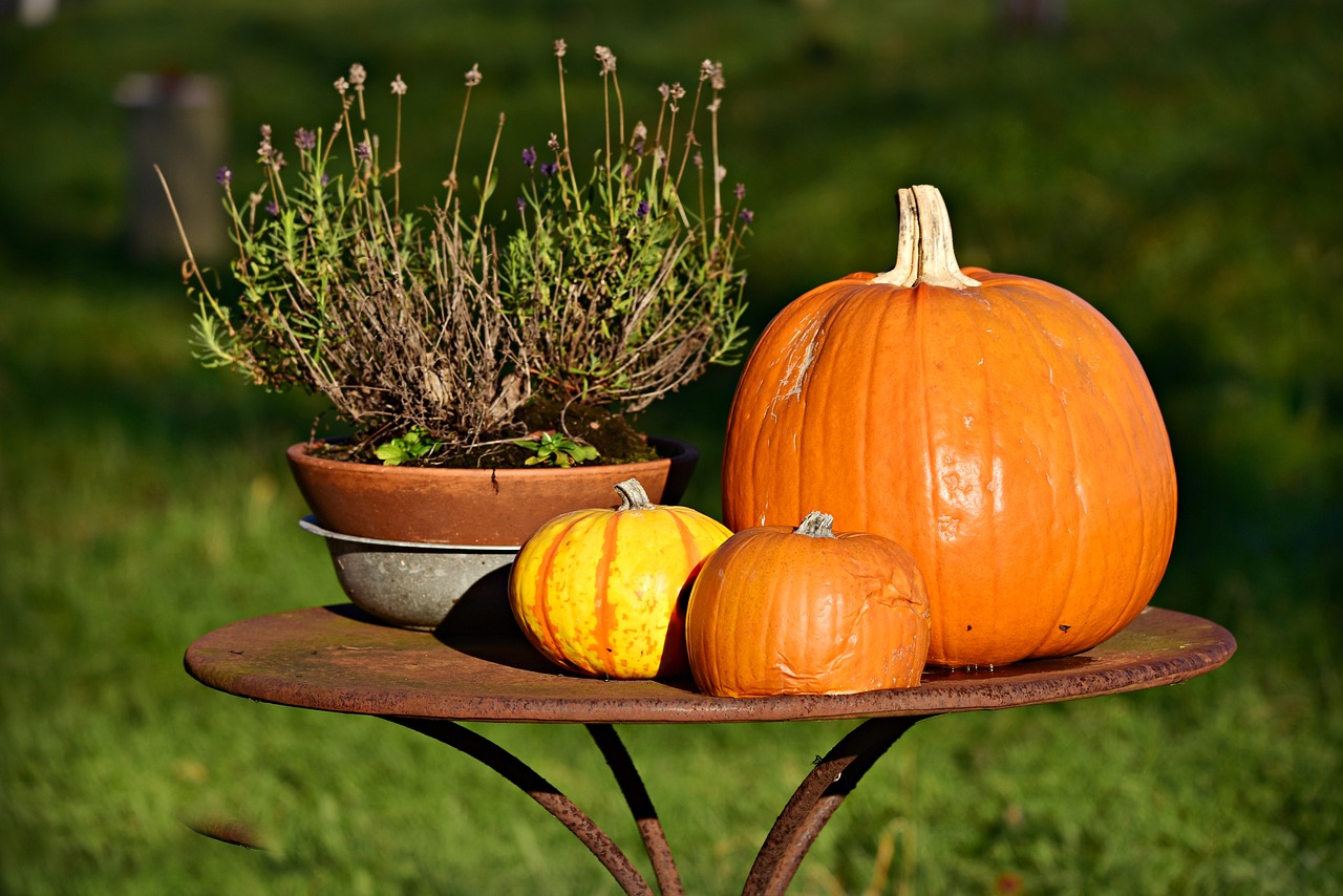 pumpkin  vegetable  food free photo