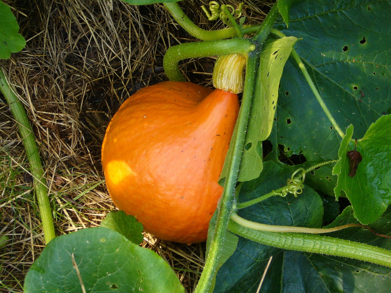 pumpkin plant vegetables free photo
