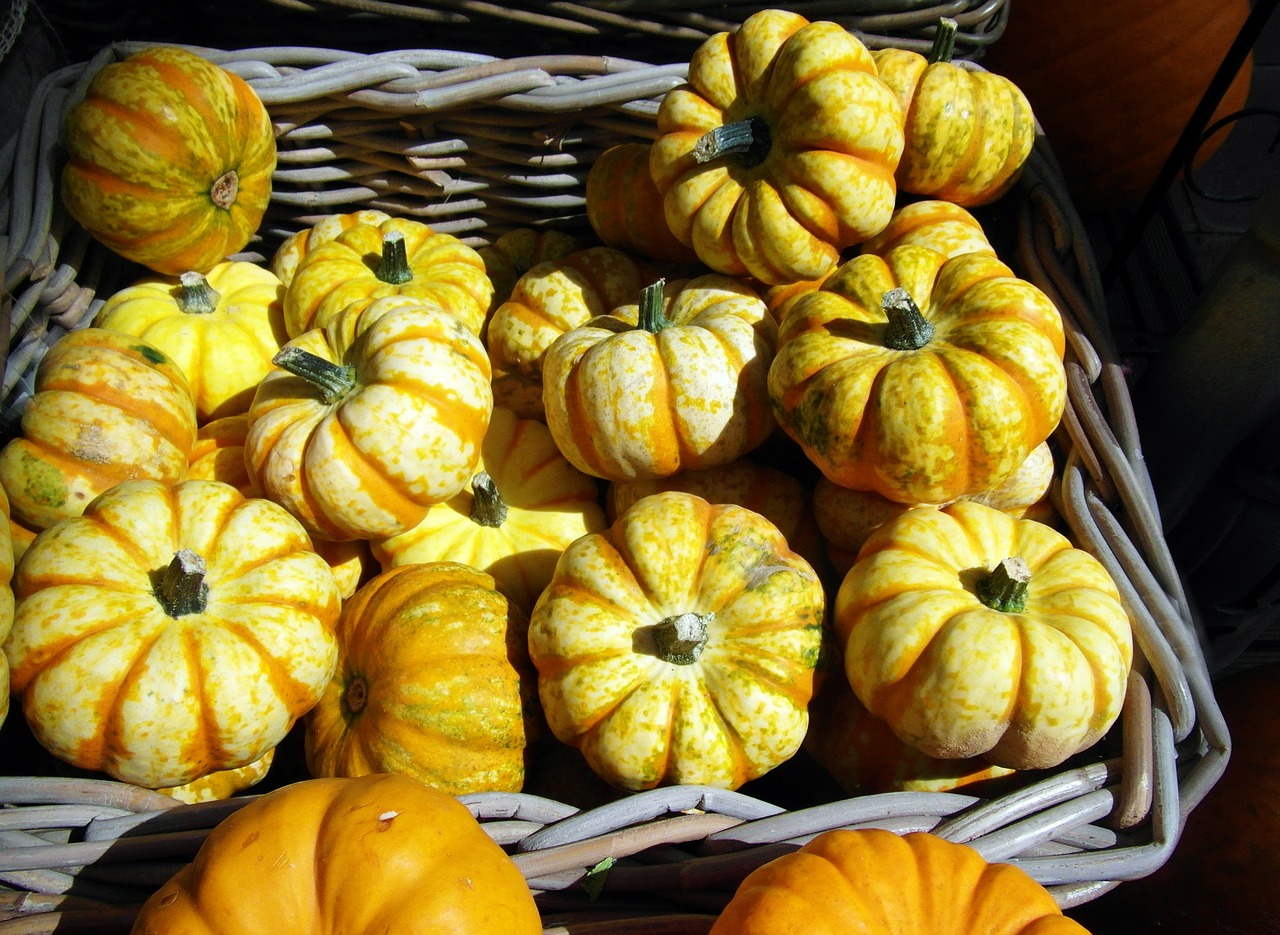 pumpkin gourd yellow free photo