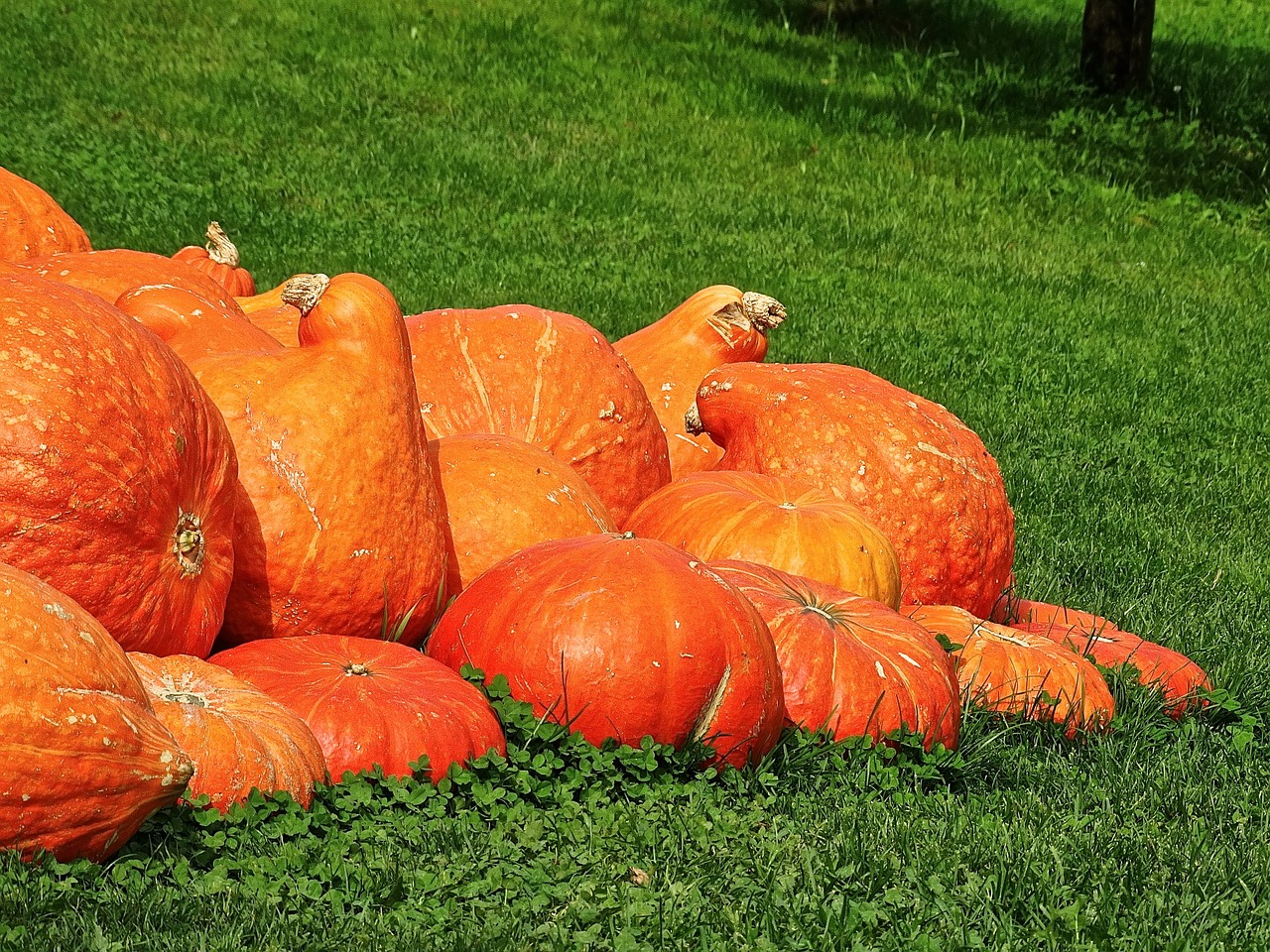 pumpkin gourd autumn free photo