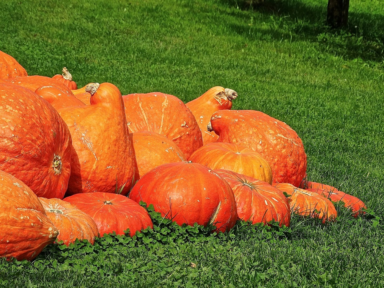 pumpkin gourd decoration free photo