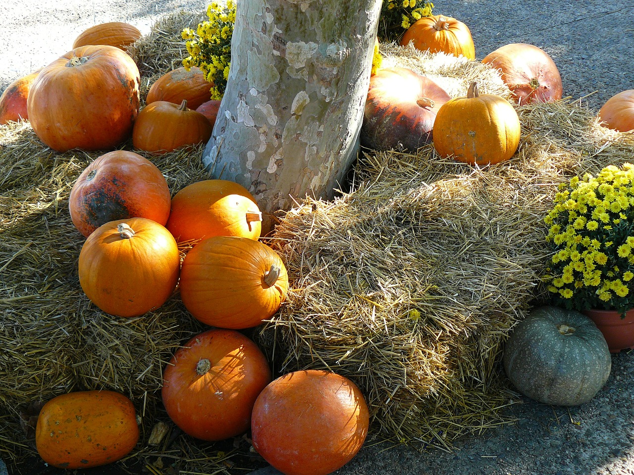 pumpkin thanksgiving orange free photo