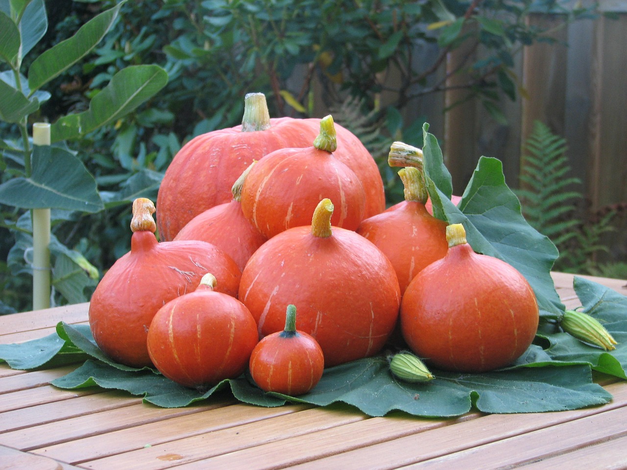 pumpkin fruit autumn free photo