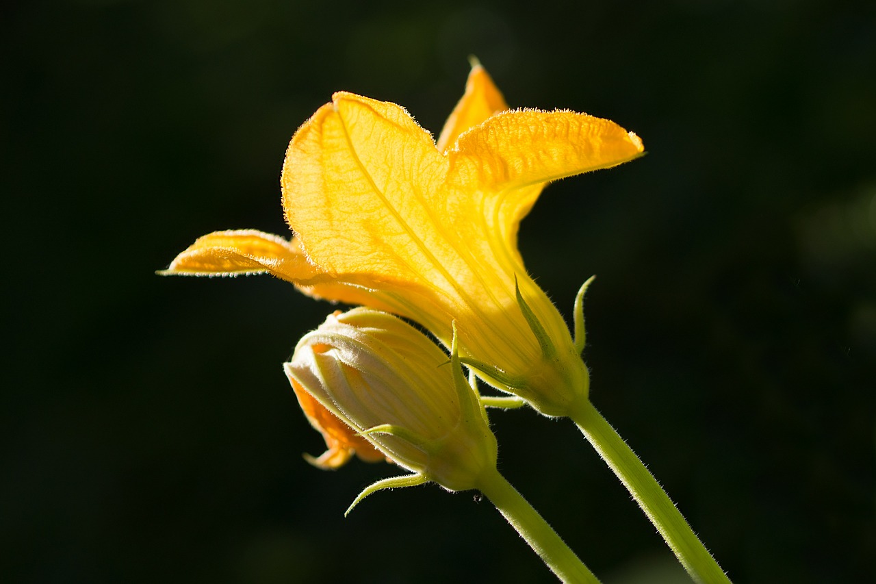 pumpkin flower flowers free photo