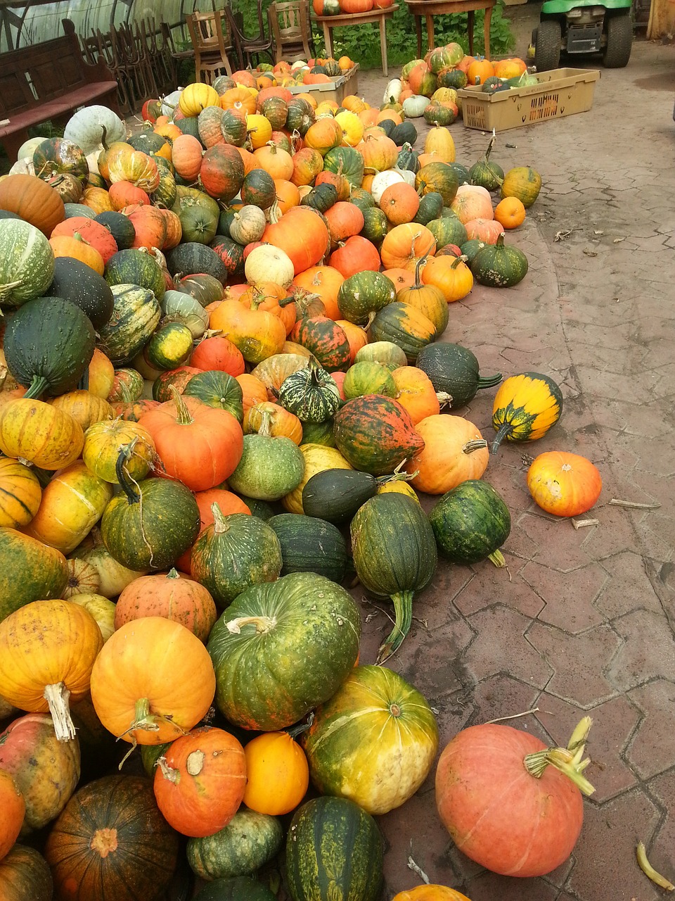 pumpkin september autumn free photo