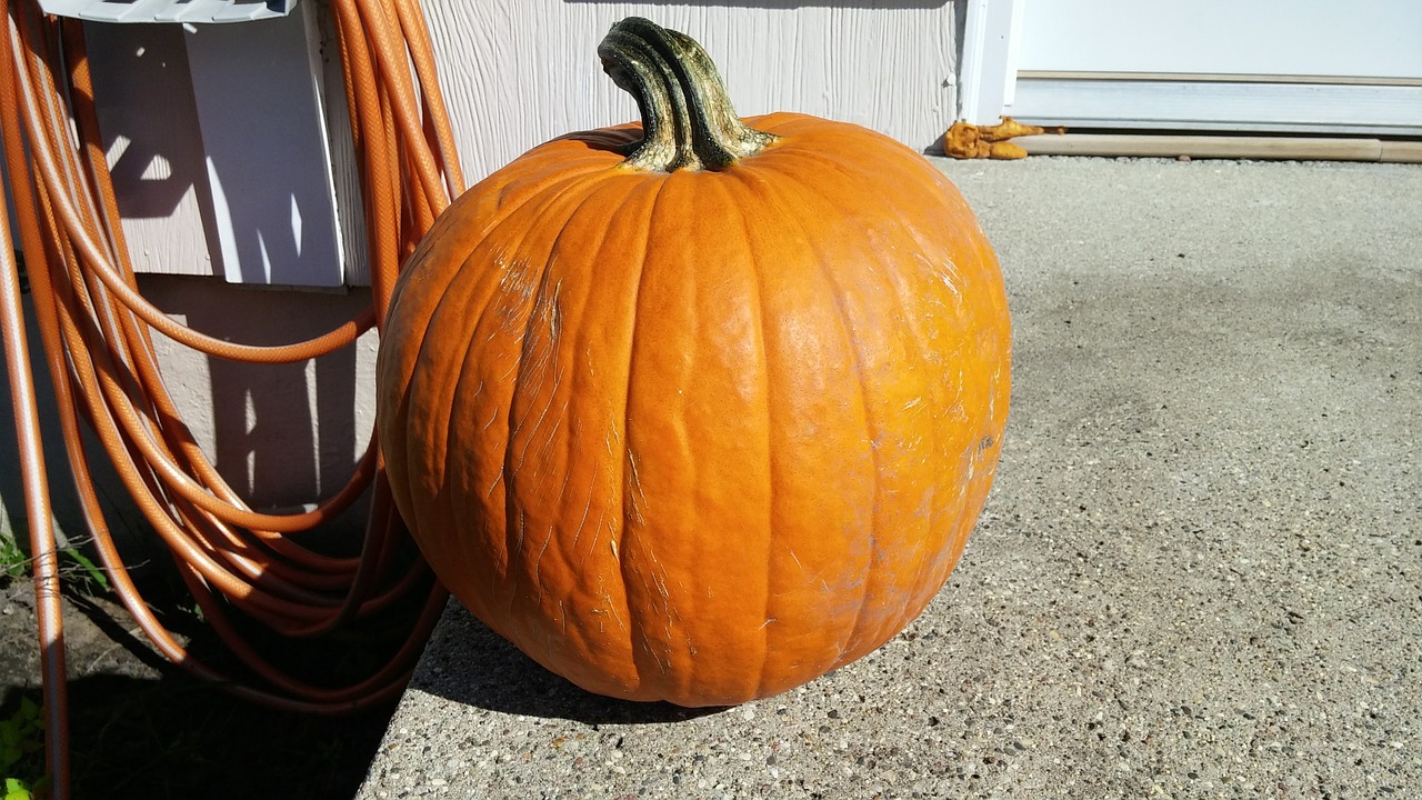 pumpkin fall orange free photo