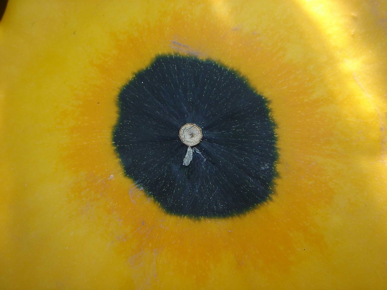 pumpkin detail circle free photo