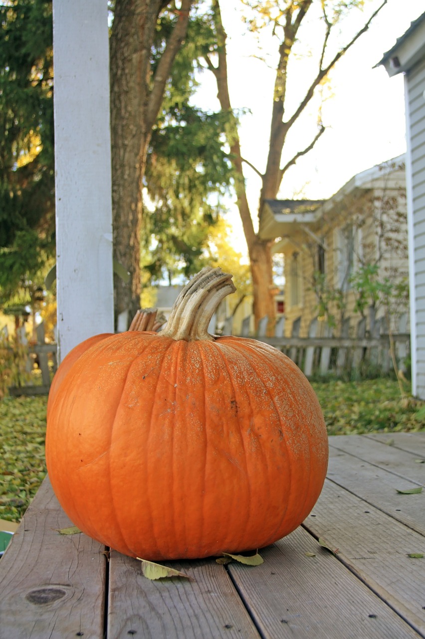 pumpkin halloween autumnal free photo