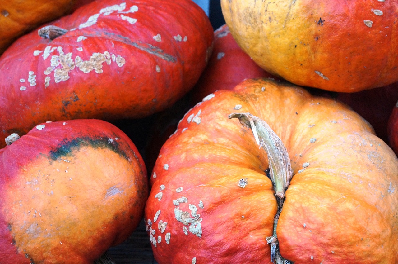 pumpkin autumn gourd free photo