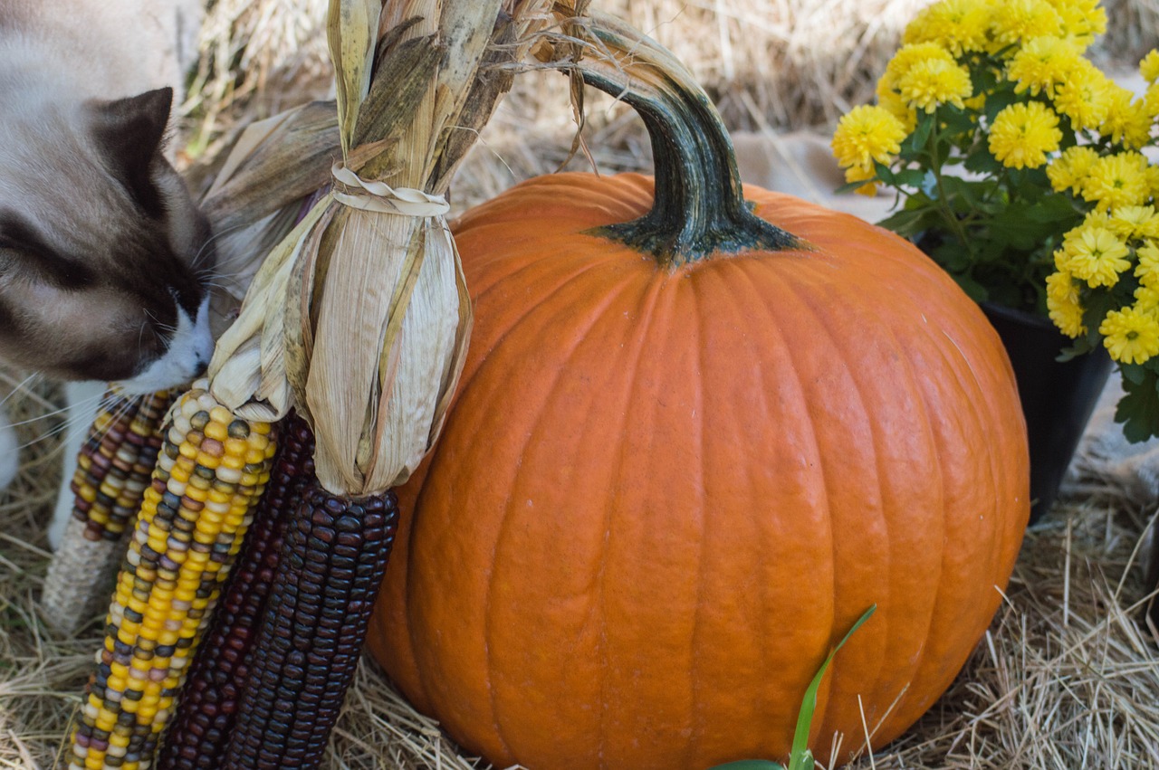 pumpkin autumn fall free photo