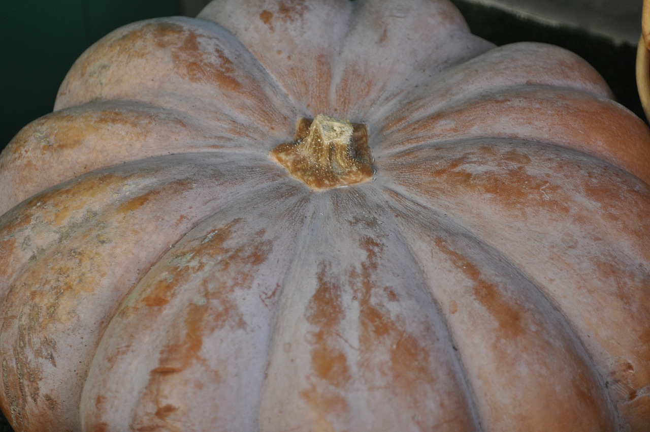 pumpkin vegetable orange free photo