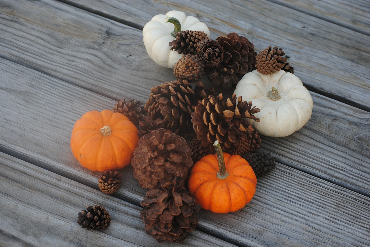 pumpkin pine cone fall free photo