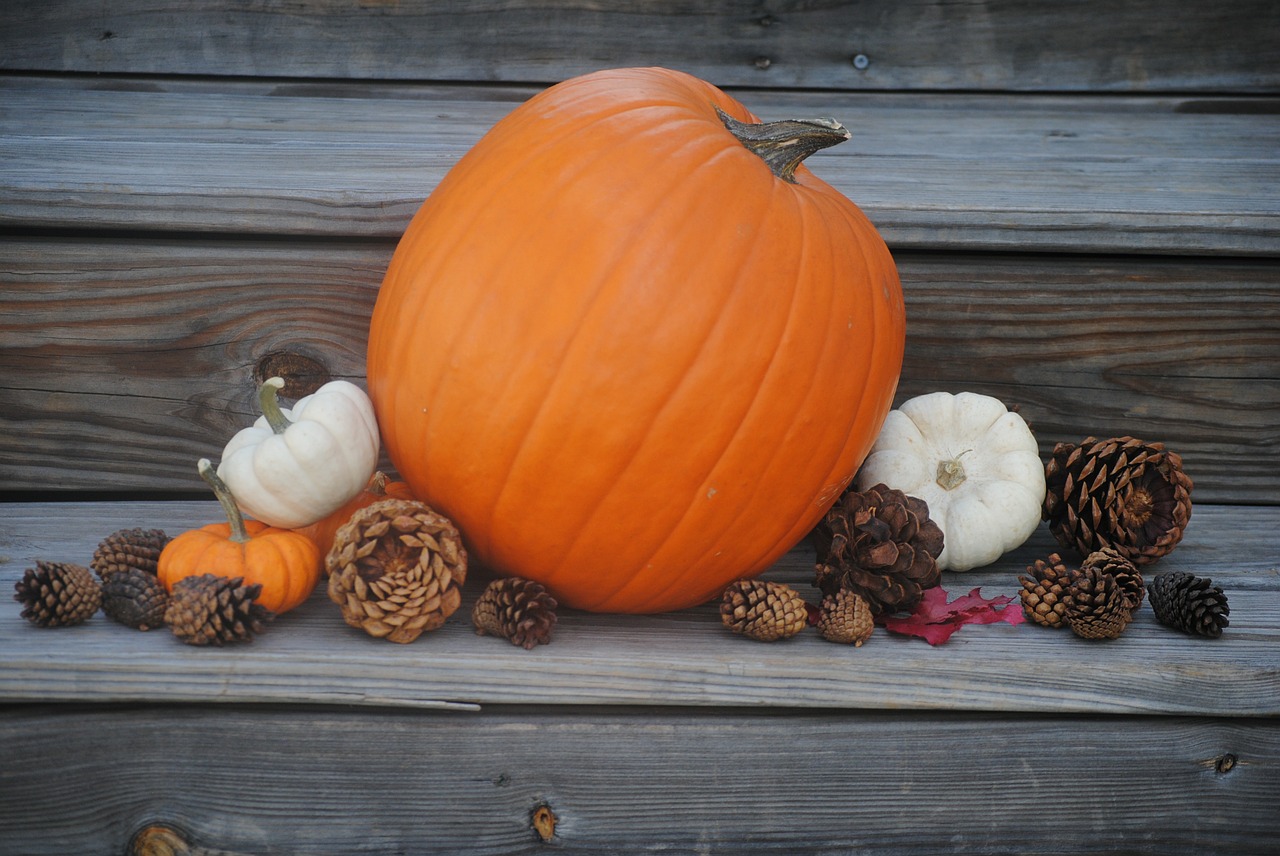 pumpkin thanksgiving holiday free photo